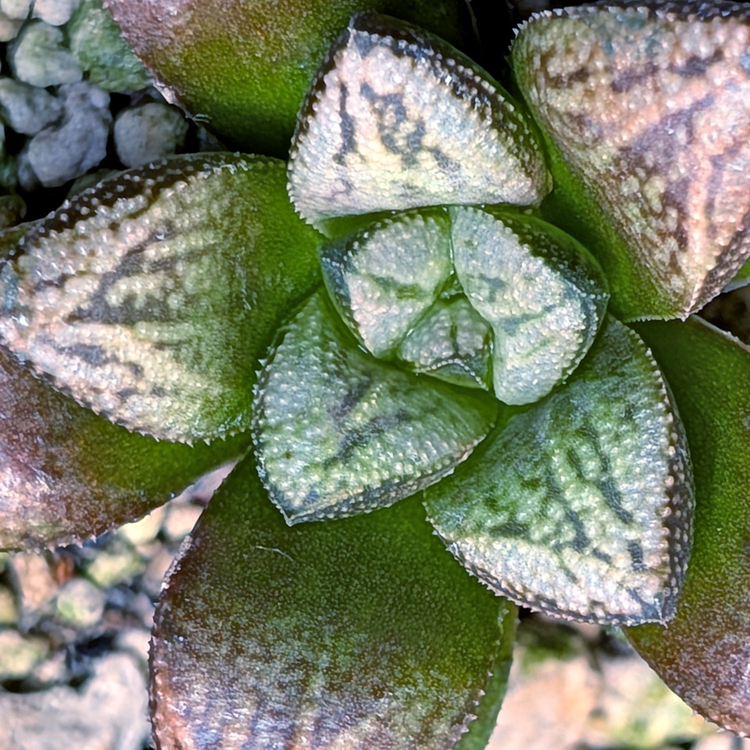 Haworthia PP639 hybrid series #17