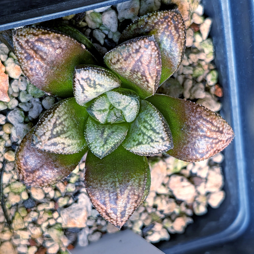 Haworthia PP639 hybrid series #17