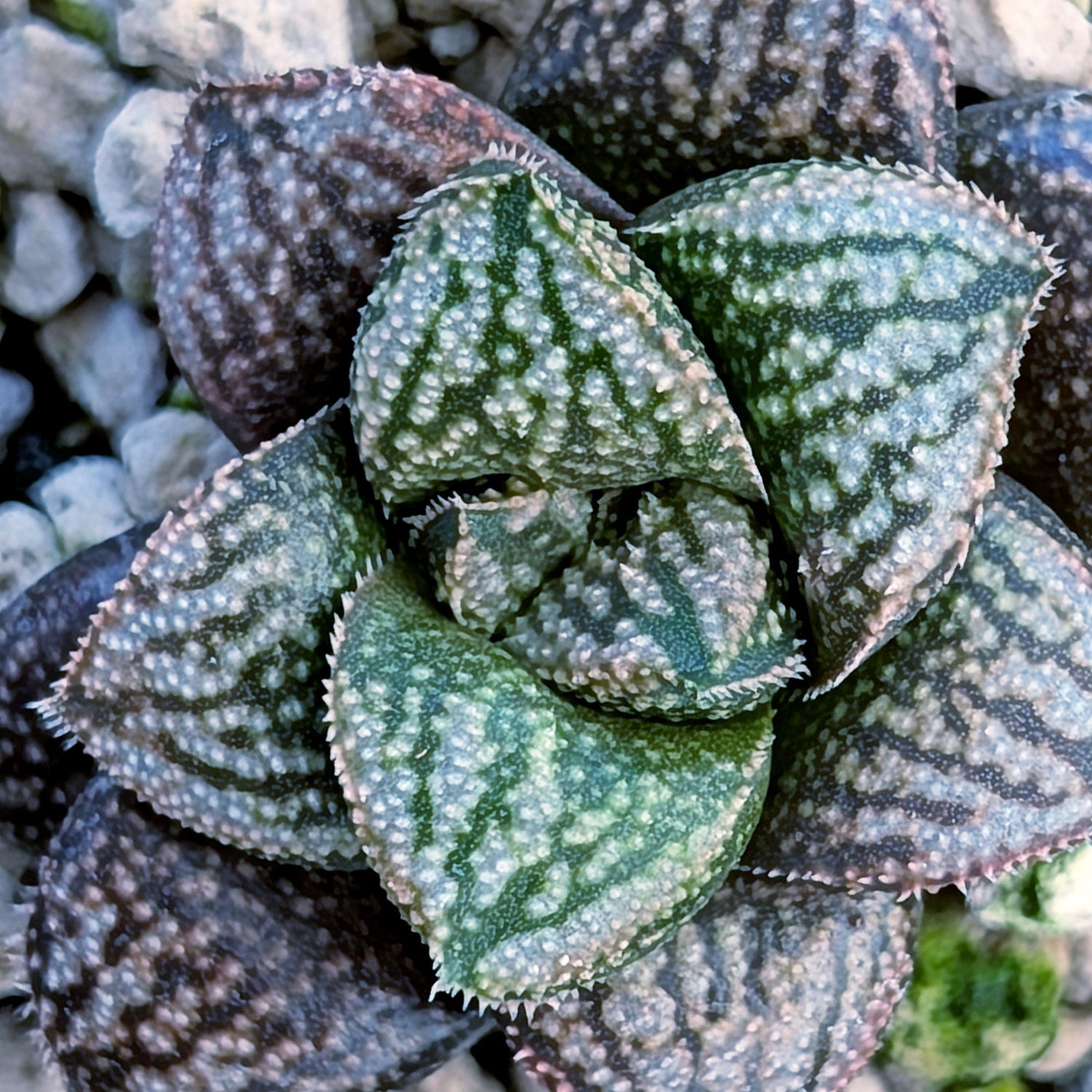 Haworthia PP669 hybrid series #17