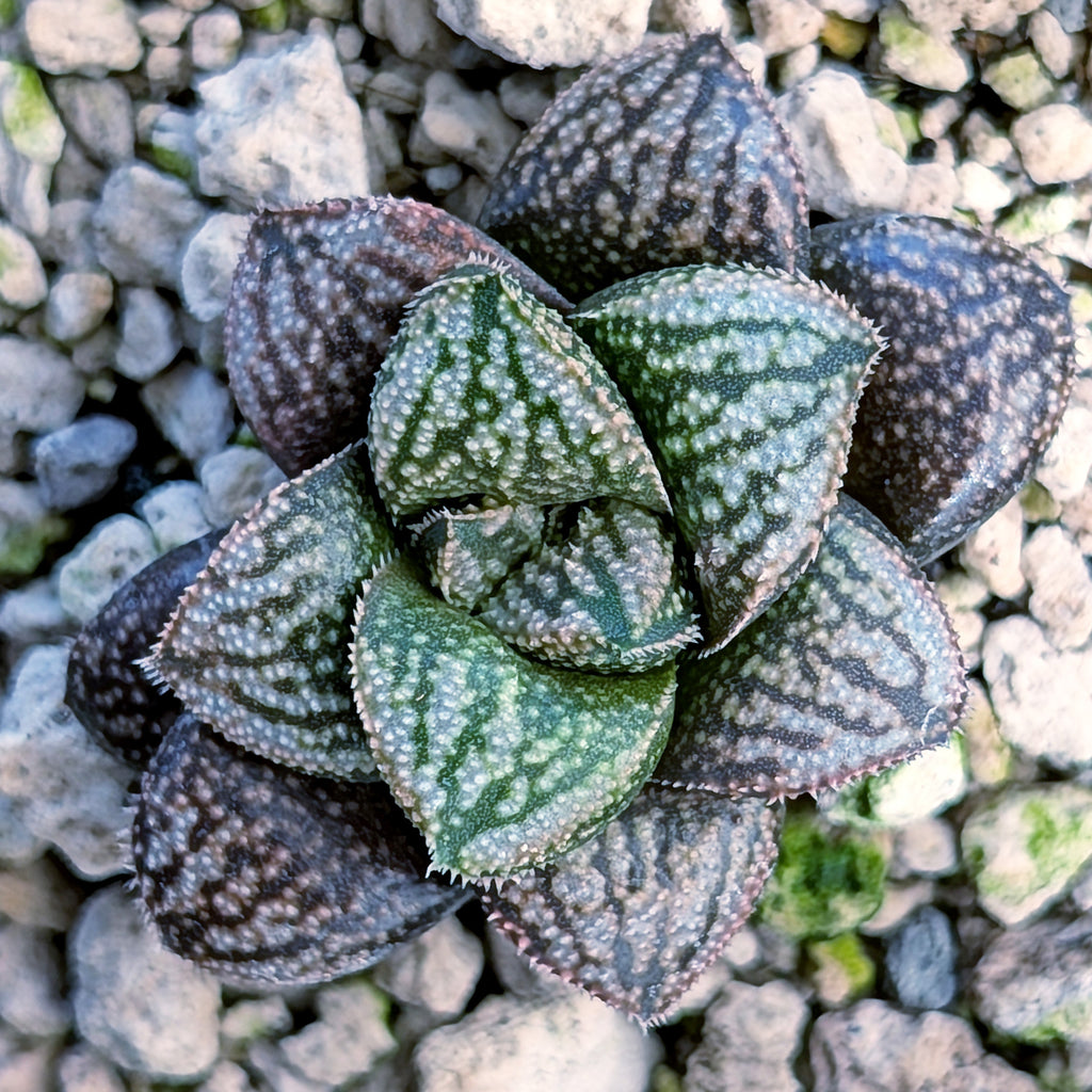 Haworthia PP669 hybrid series #17