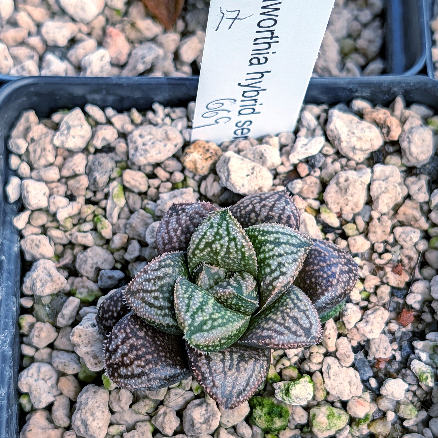 Haworthia PP669 hybrid series #17