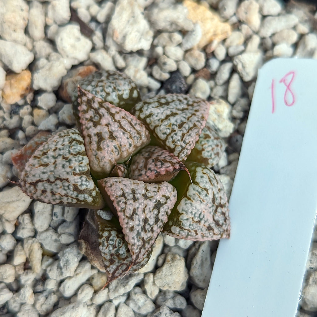 Haworthia "PP332" picta x Empress hybrid series #18 SOLD OUT