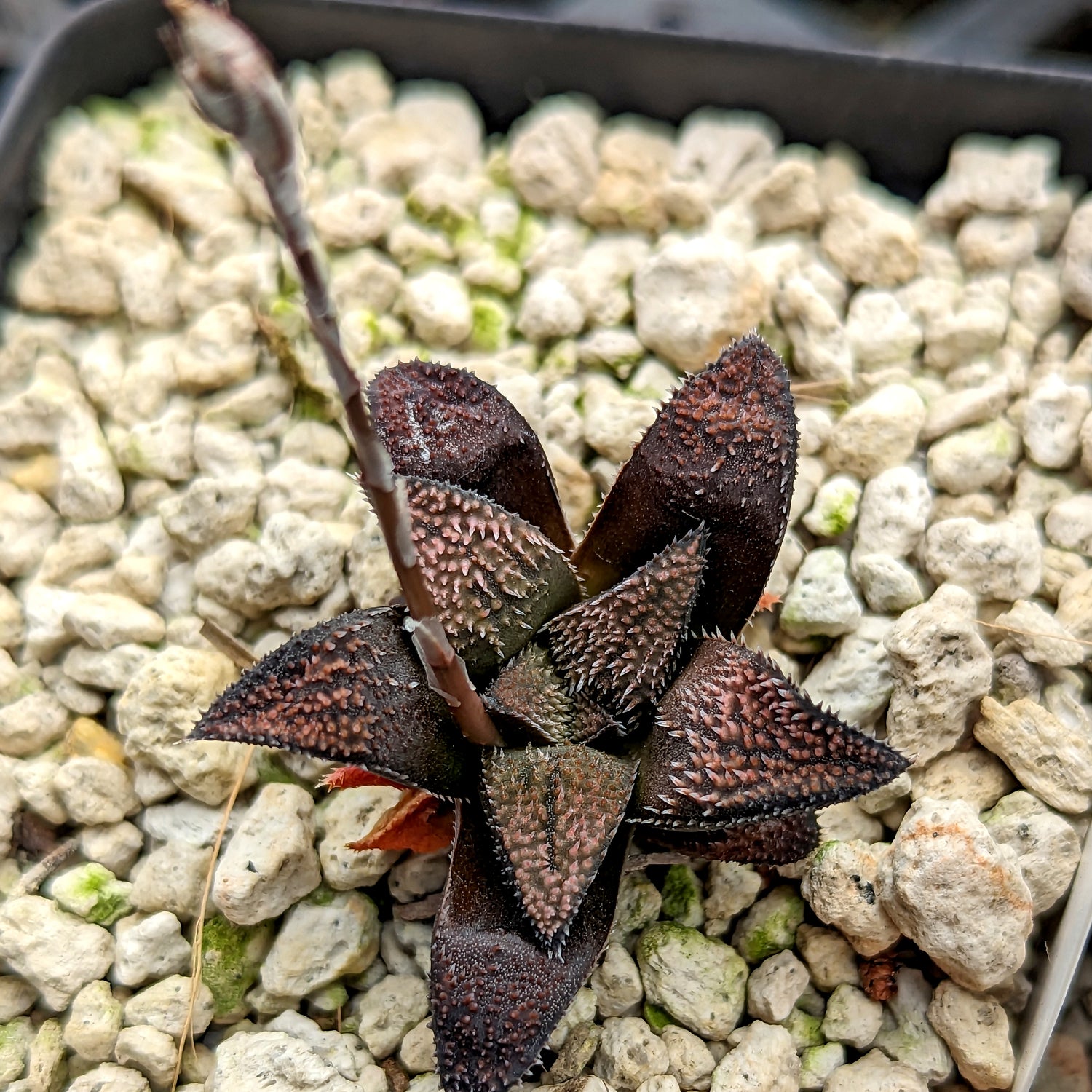 Haworthia parksiana hybrid series PP406 #18 SOLD OUT