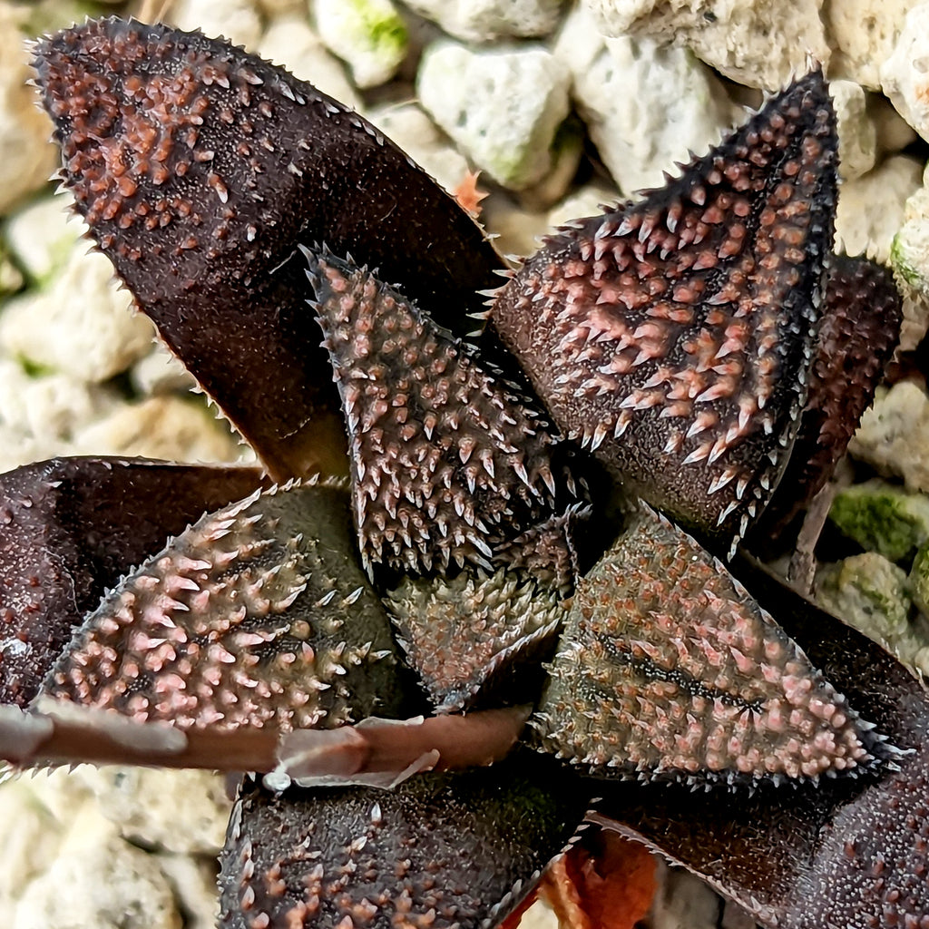 Haworthia parksiana hybrid series PP406 #18 SOLD OUT