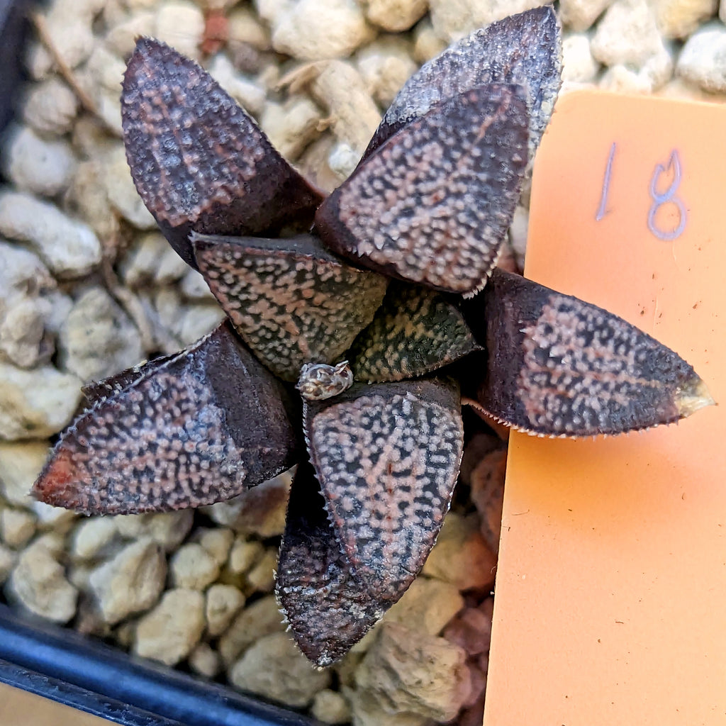Haworthia  groenewaldii hybrid series PP415 #18 SOLD OUT