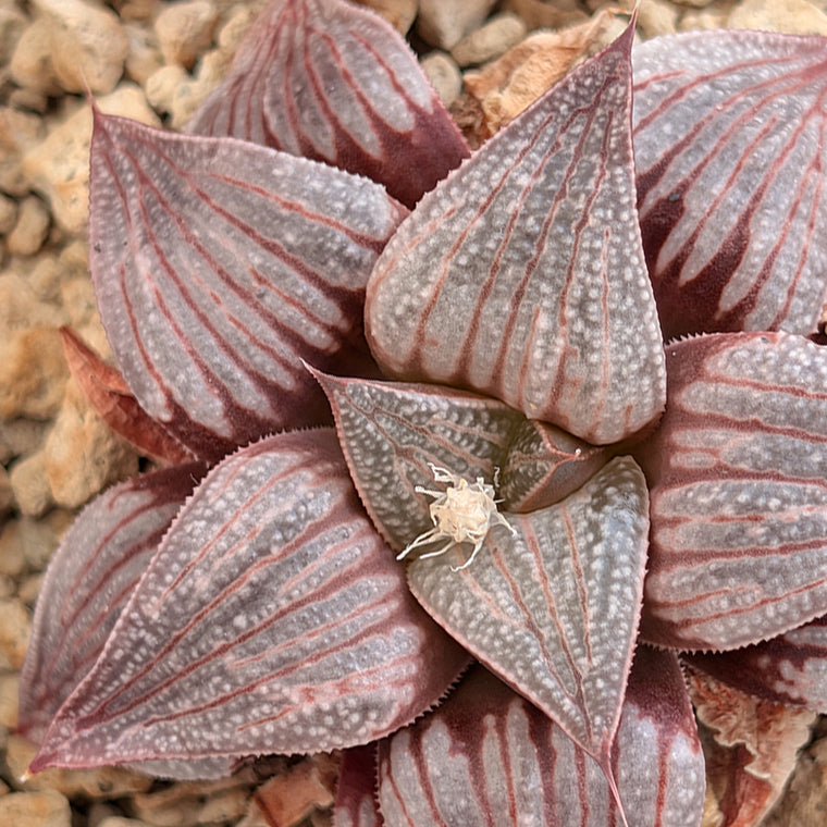 Haworthia hybrid series PP506 #18