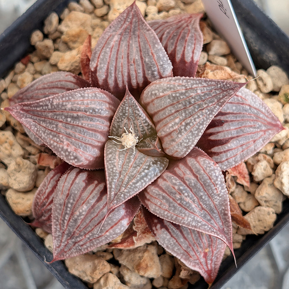 Haworthia hybrid series PP506 #18