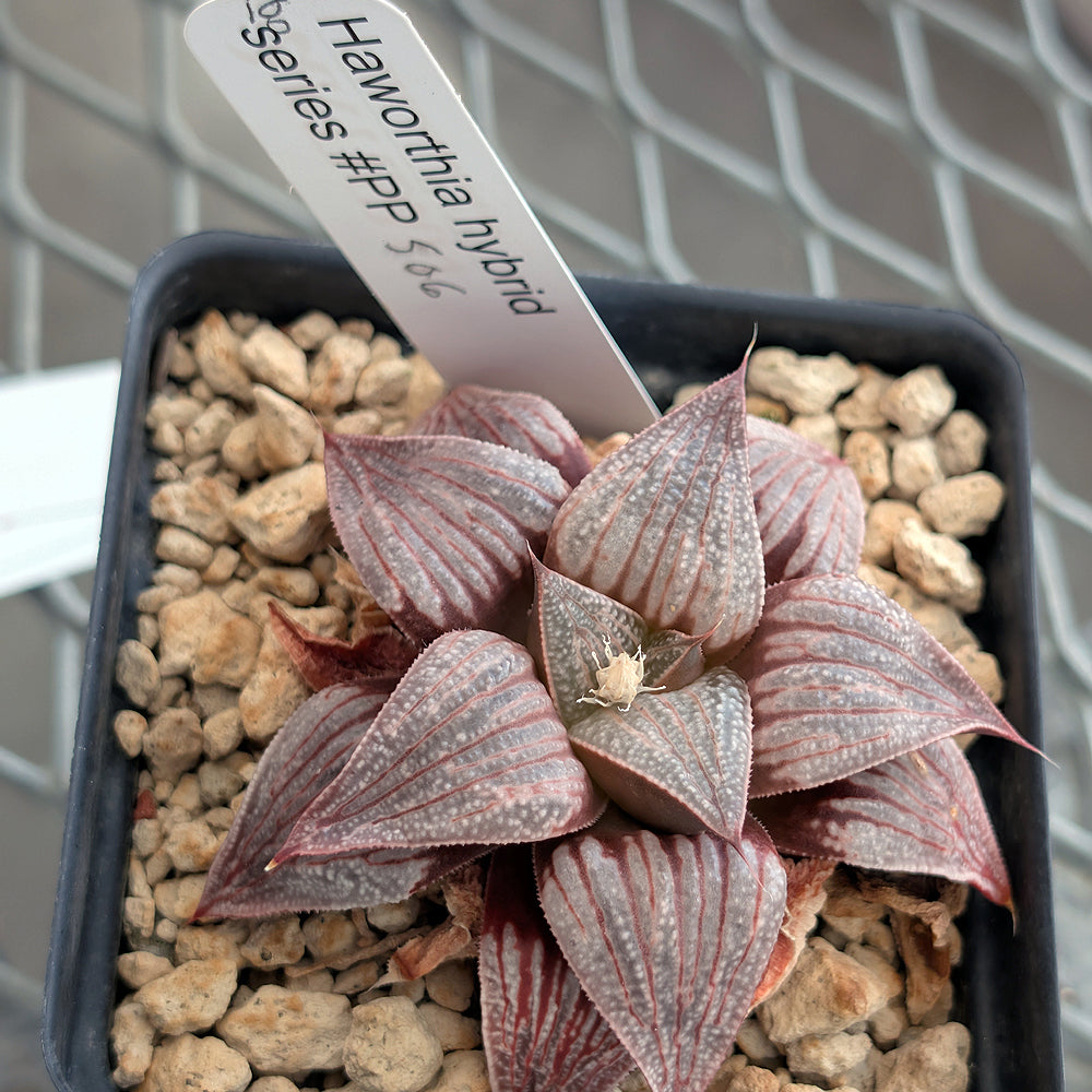 Haworthia hybrid series PP506 #18