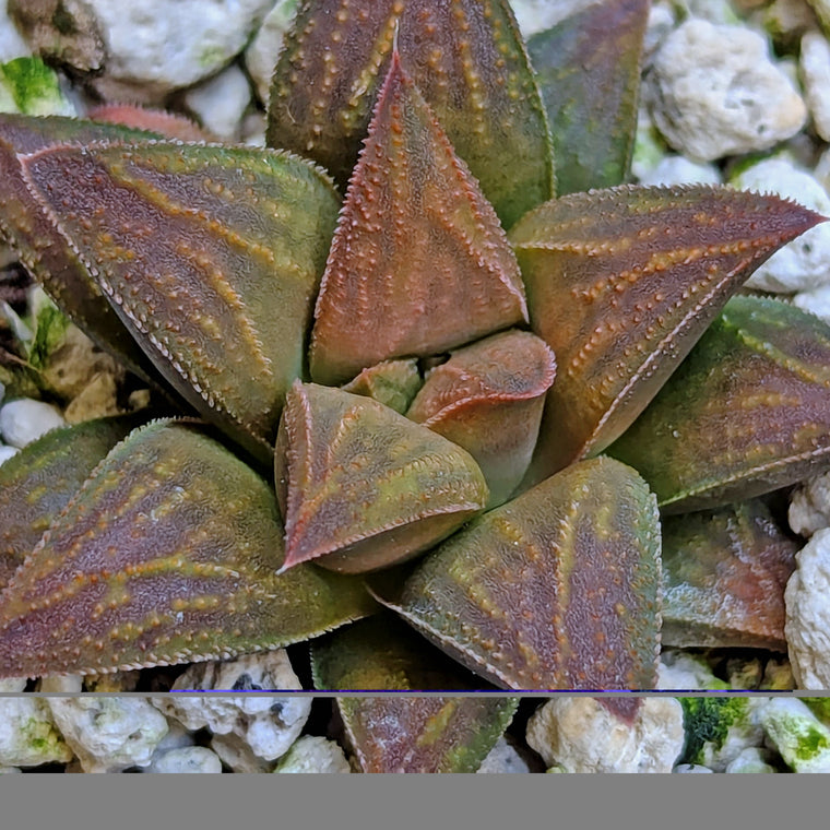 Haworthia  hybrid series PP572 #18 (Copy)