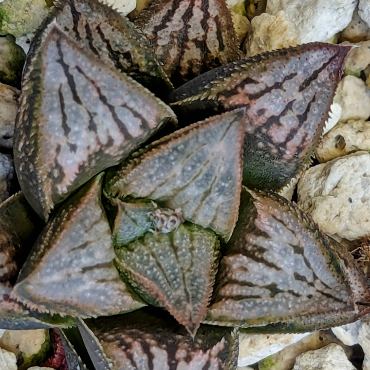 Haworthia  hybrid series PP572 #18