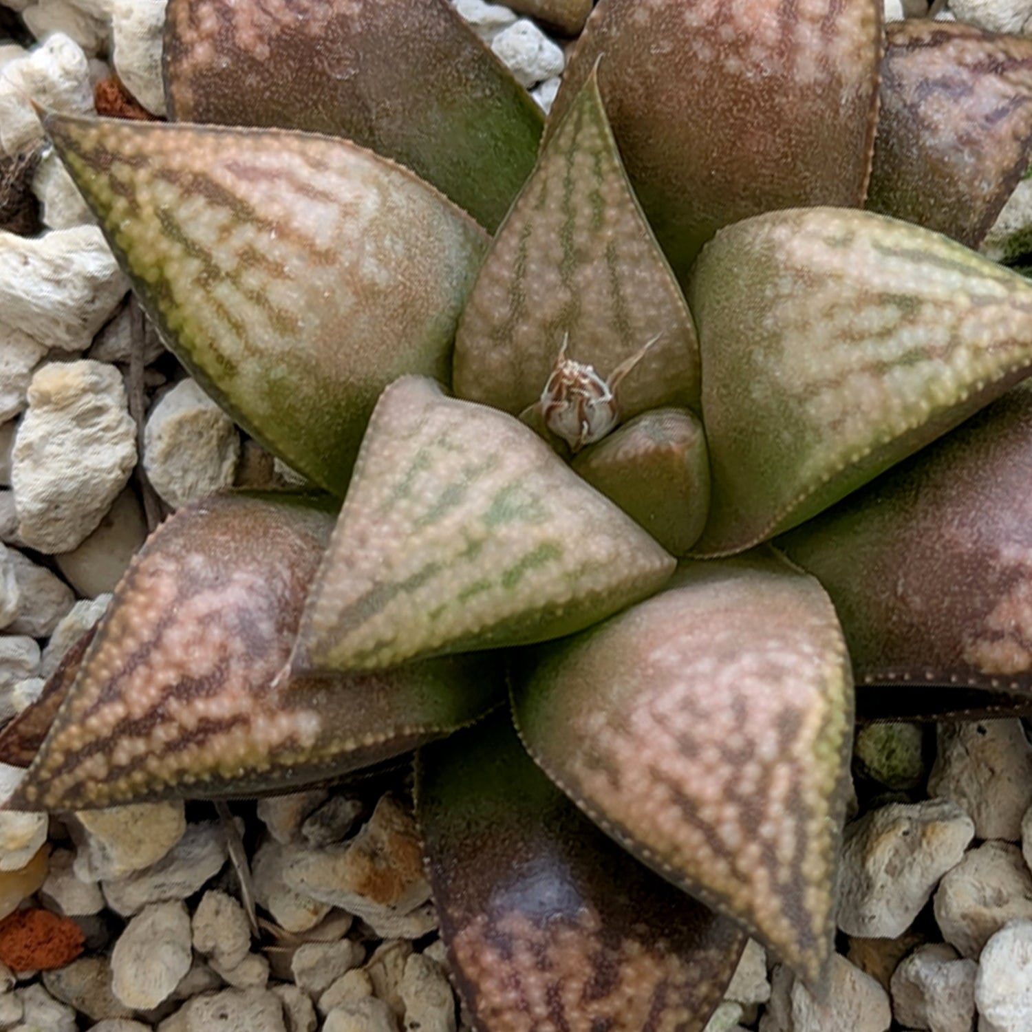 Haworthia PP572 hybrid series #18