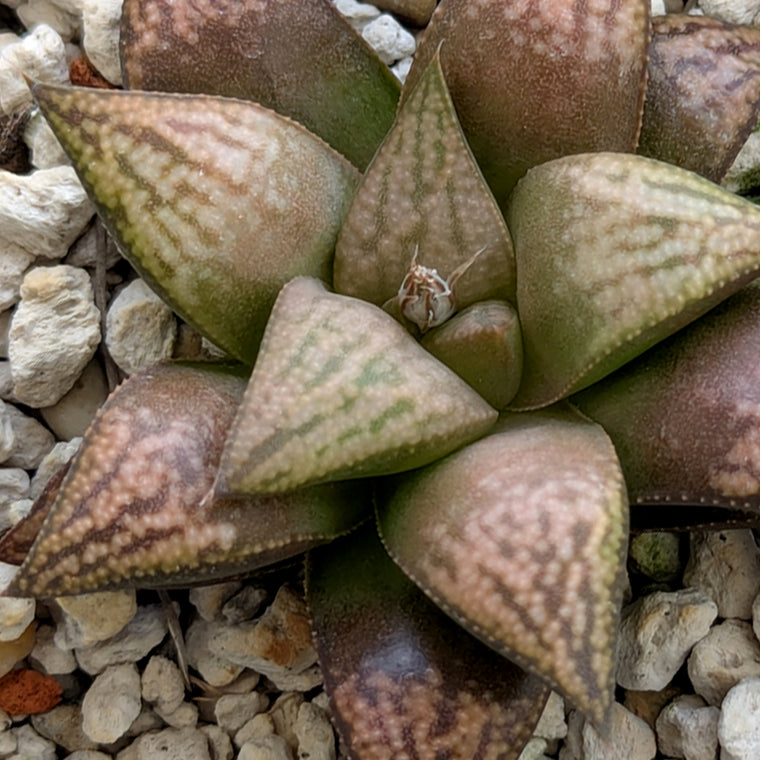 Haworthia PP572 hybrid series #18