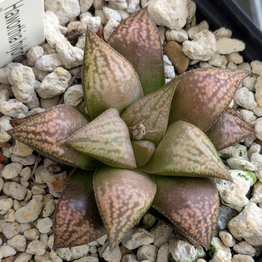 Haworthia PP572 hybrid series #18