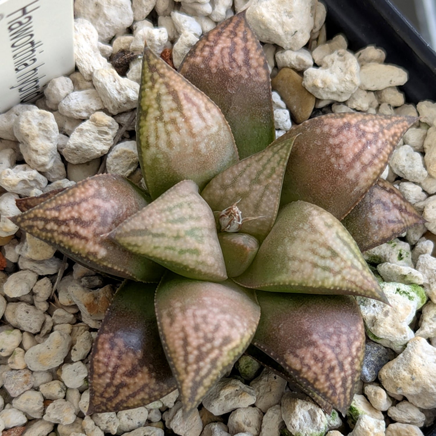 Haworthia PP572 hybrid series #18
