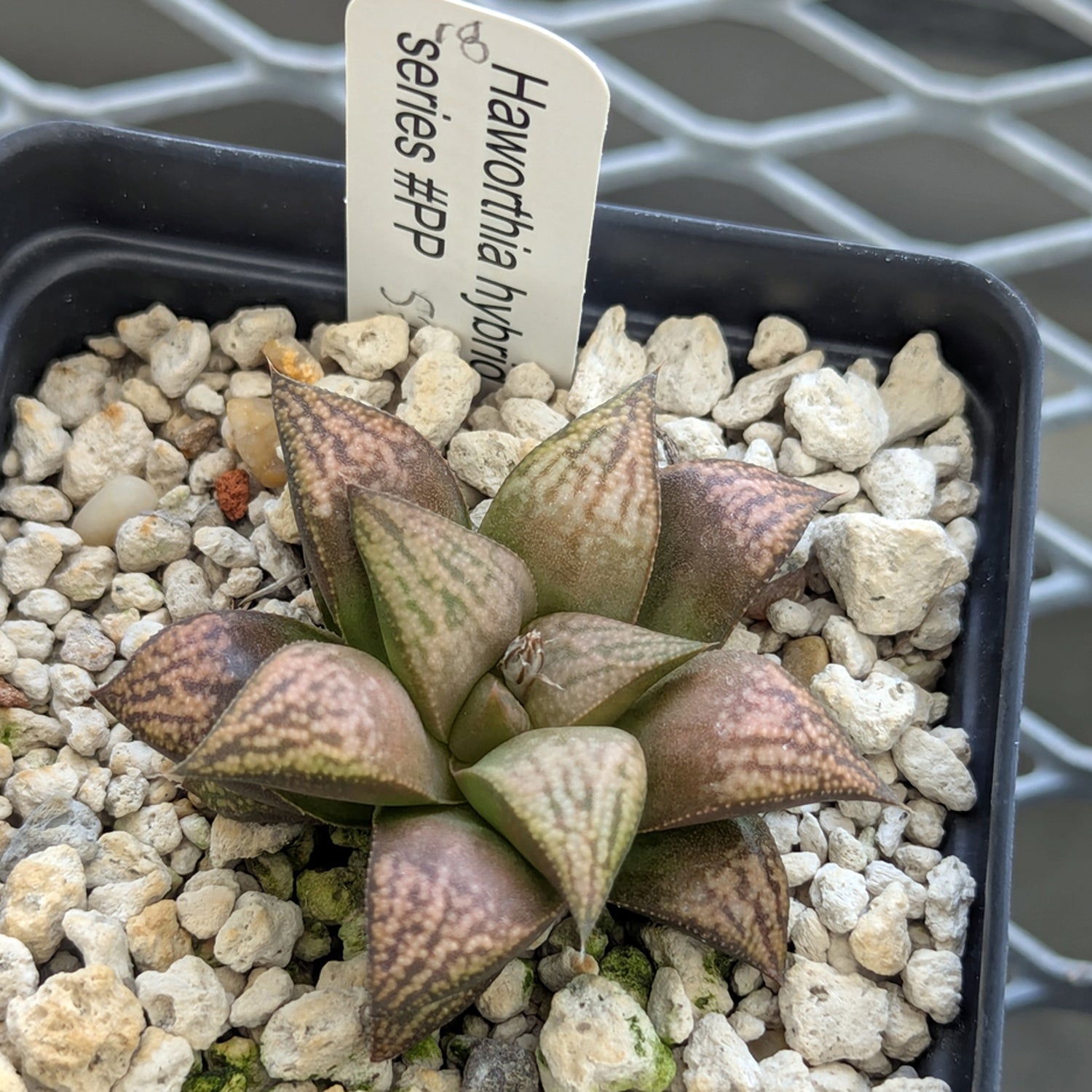Haworthia PP572 hybrid series #18