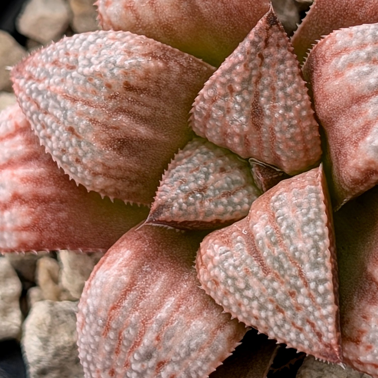Haworthia "TetraTreasures" PP580 hybrid series #18