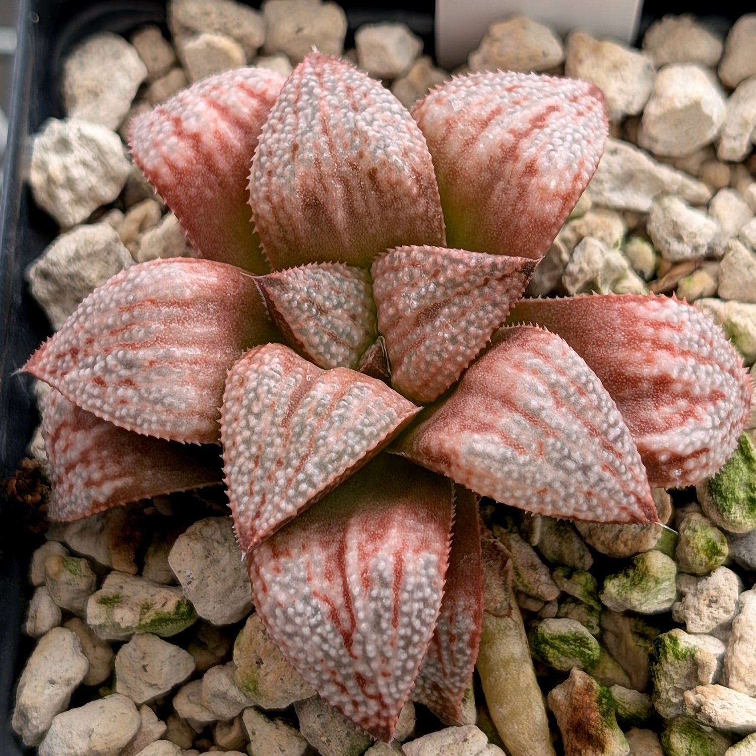 Haworthia "TetraTreasures" PP580 hybrid series #18
