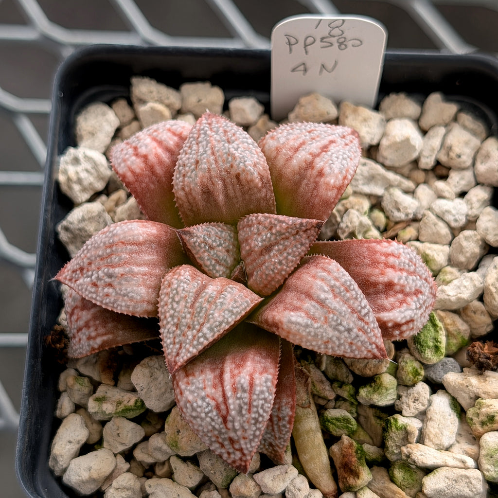 Haworthia "TetraTreasures" PP580 hybrid series #18