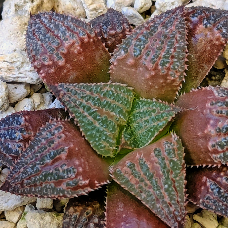 Haworthia  hybrid series PP584 #18