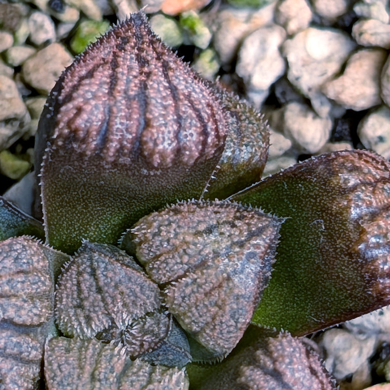 Haworthia PP636 hybrid series #18