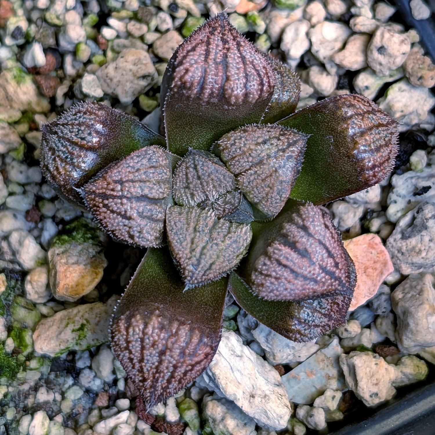 Haworthia PP636 hybrid series #18