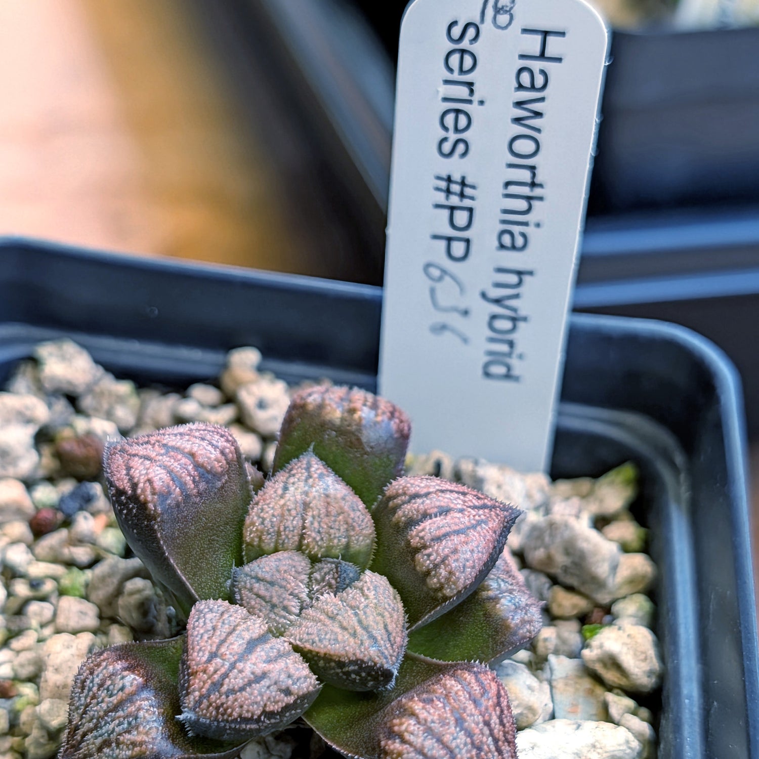 Haworthia PP636 hybrid series #18