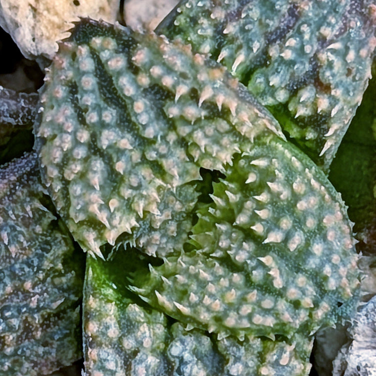 Haworthia PP680 hybrid series #18
