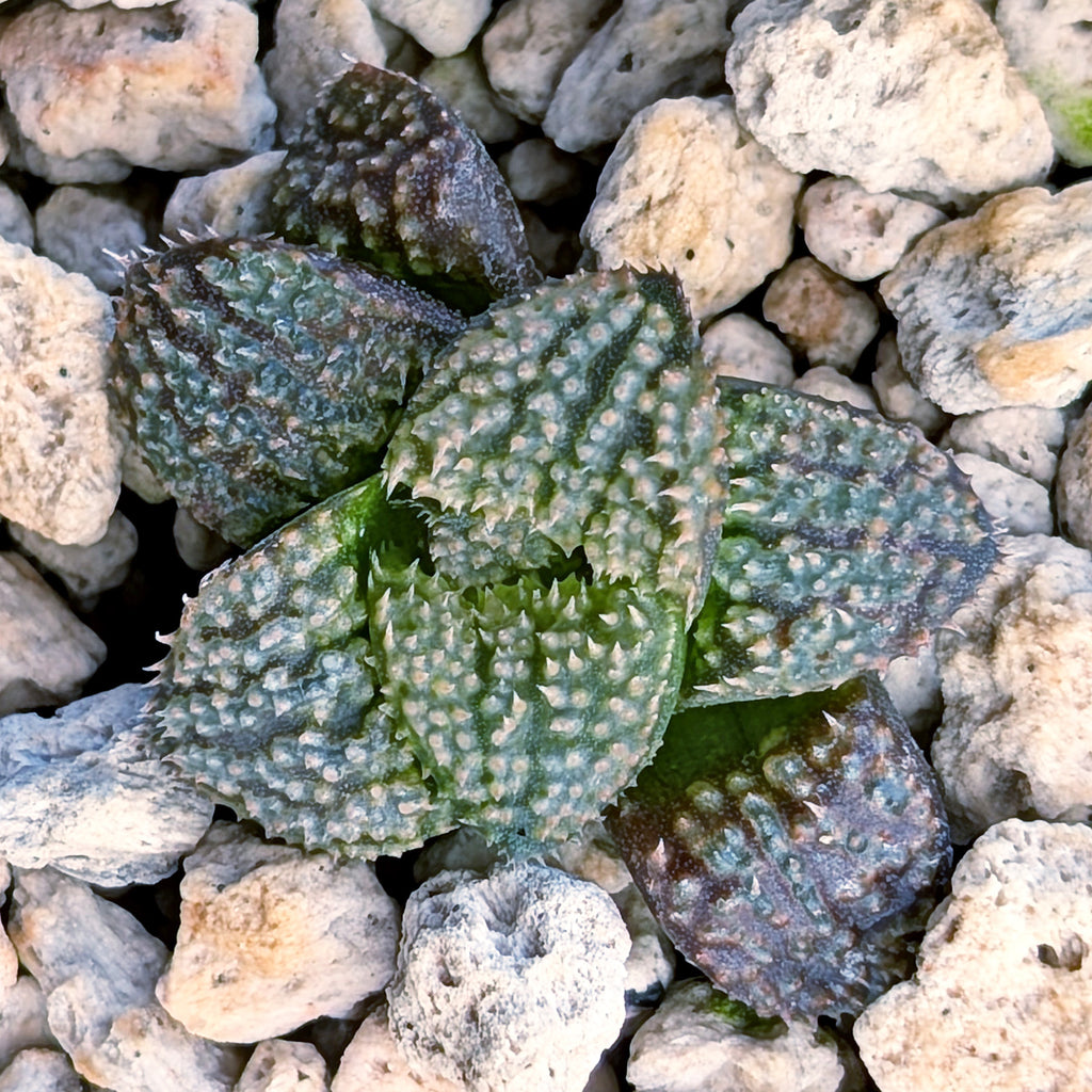 Haworthia PP680 hybrid series #18