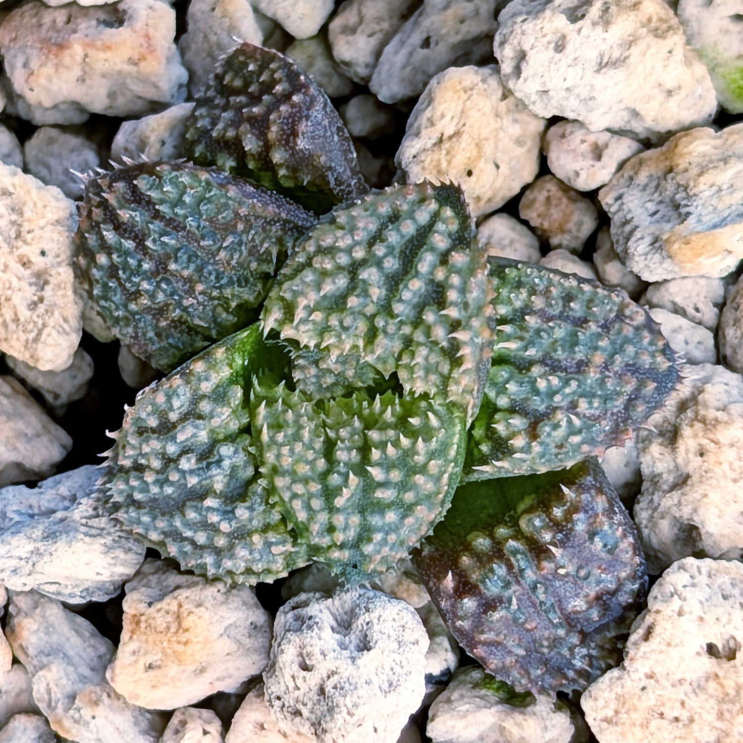 Haworthia PP680 hybrid series #18