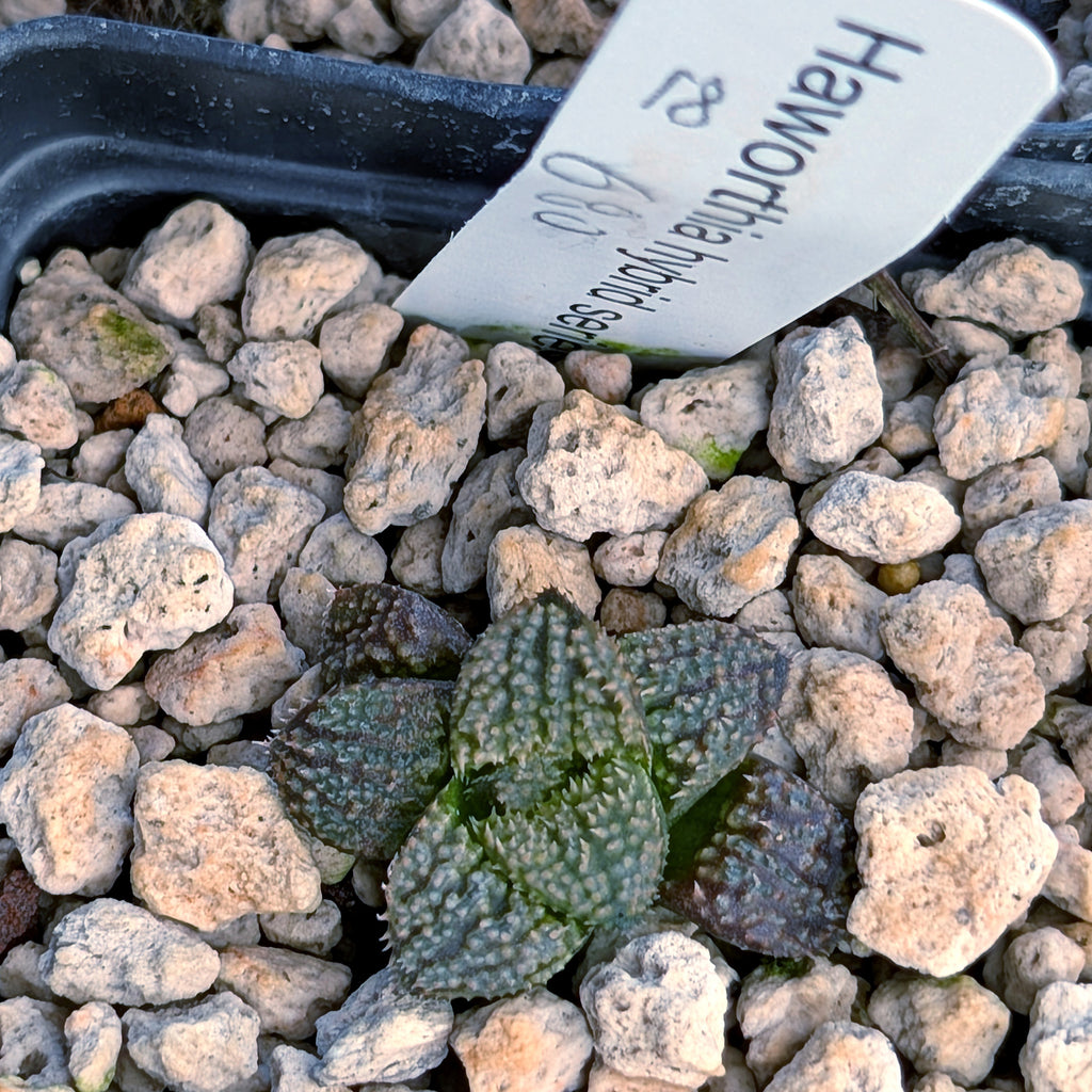 Haworthia PP680 hybrid series #18