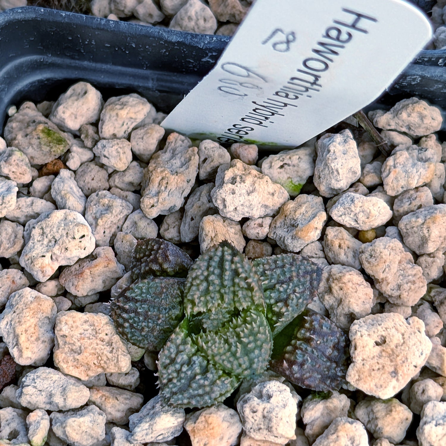 Haworthia PP680 hybrid series #18
