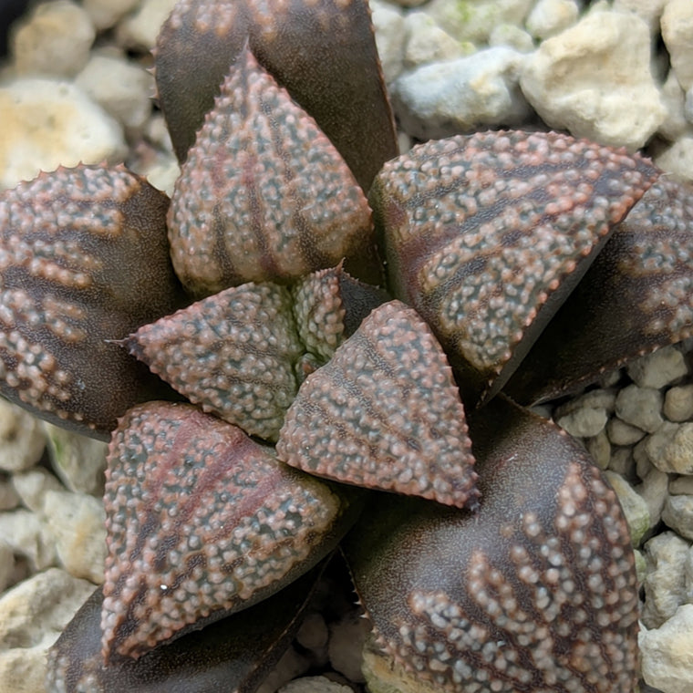 Haworthia PP570 hybrid series #19