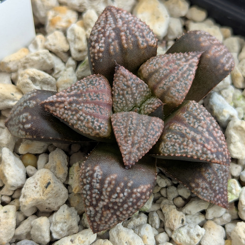 Haworthia PP570 hybrid series #19