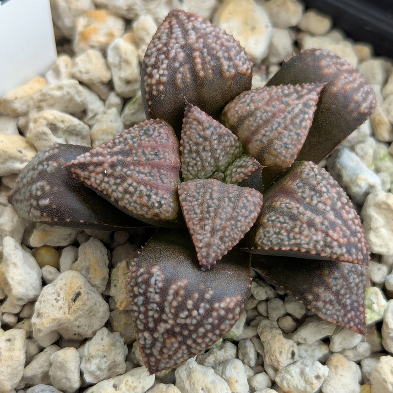 Haworthia PP570 hybrid series #19
