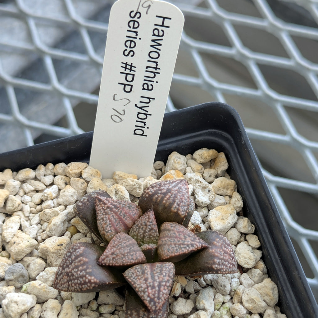 Haworthia PP570 hybrid series #19