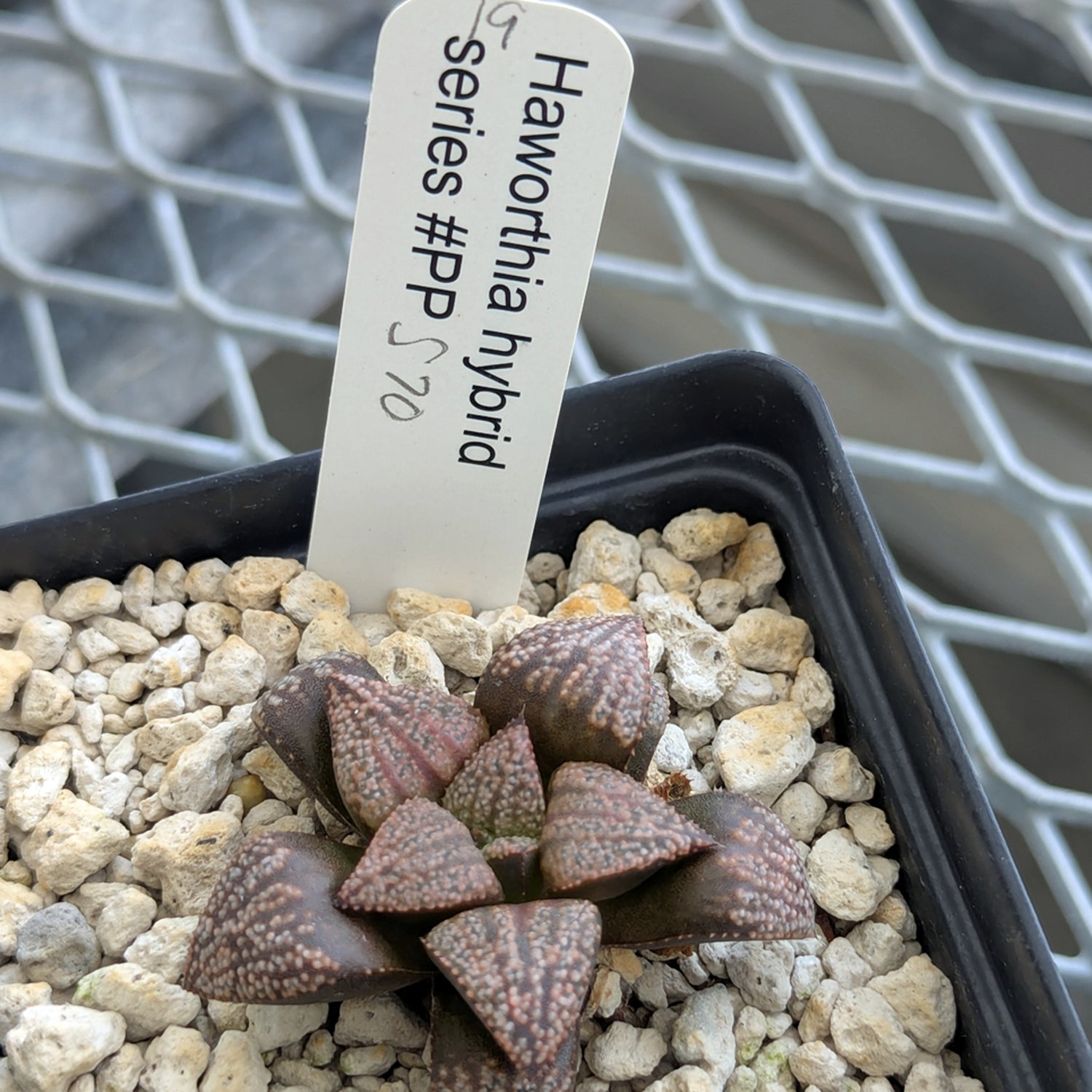 Haworthia PP570 hybrid series #19