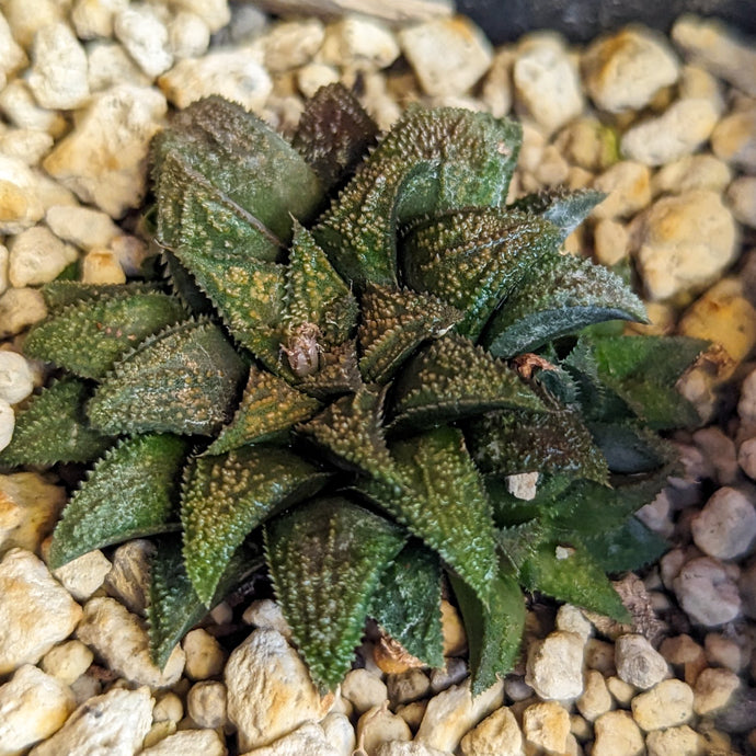 Haworthia parksiana hybrid series PP302 #19 SOLD OUT