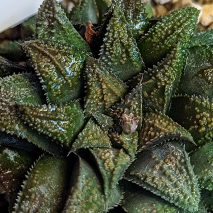 Haworthia parksiana hybrid series PP302 #19 SOLD OUT