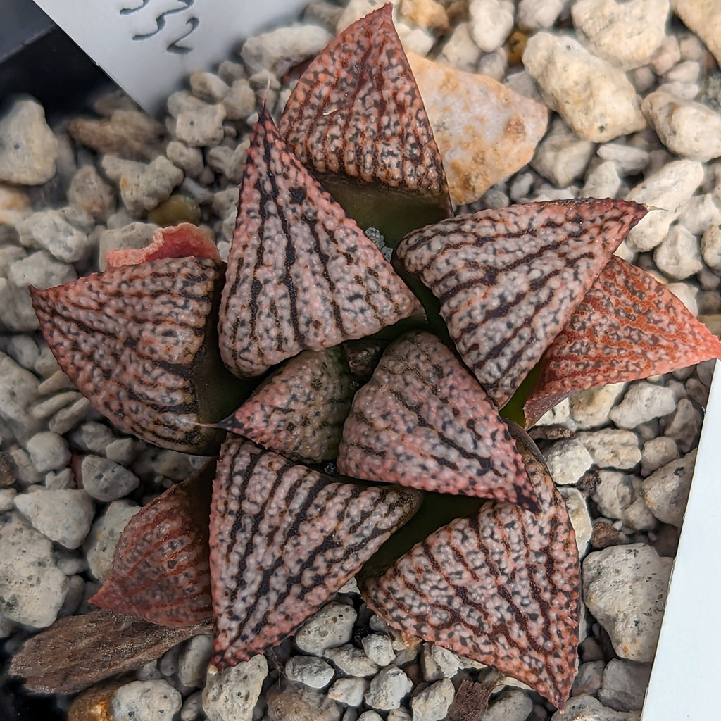 Haworthia "PP332" picta x Empress hybrid series #19 SOLD OUT
