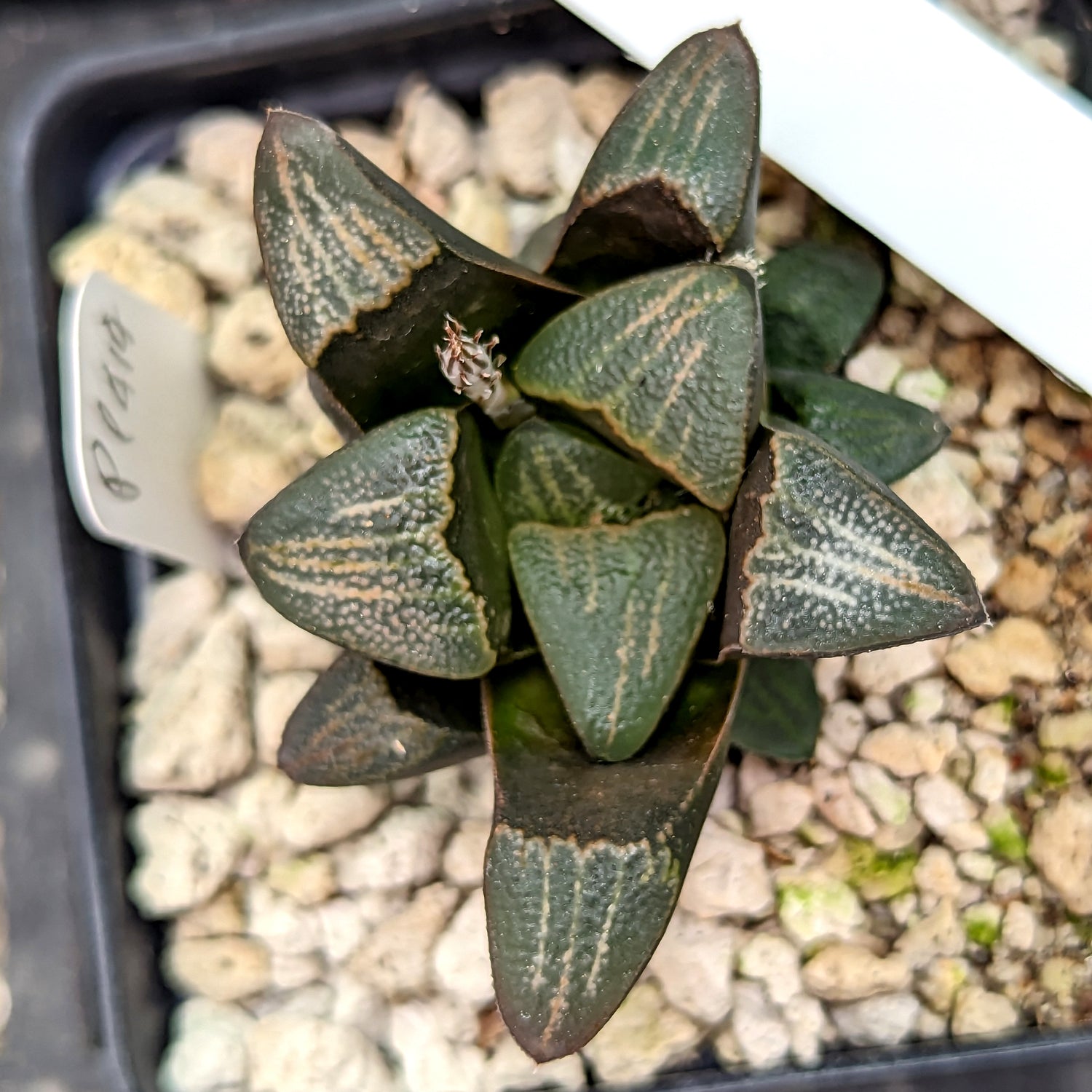 Haworthia  groenewaldii hybrid series PP414  #19 SOLD OUT