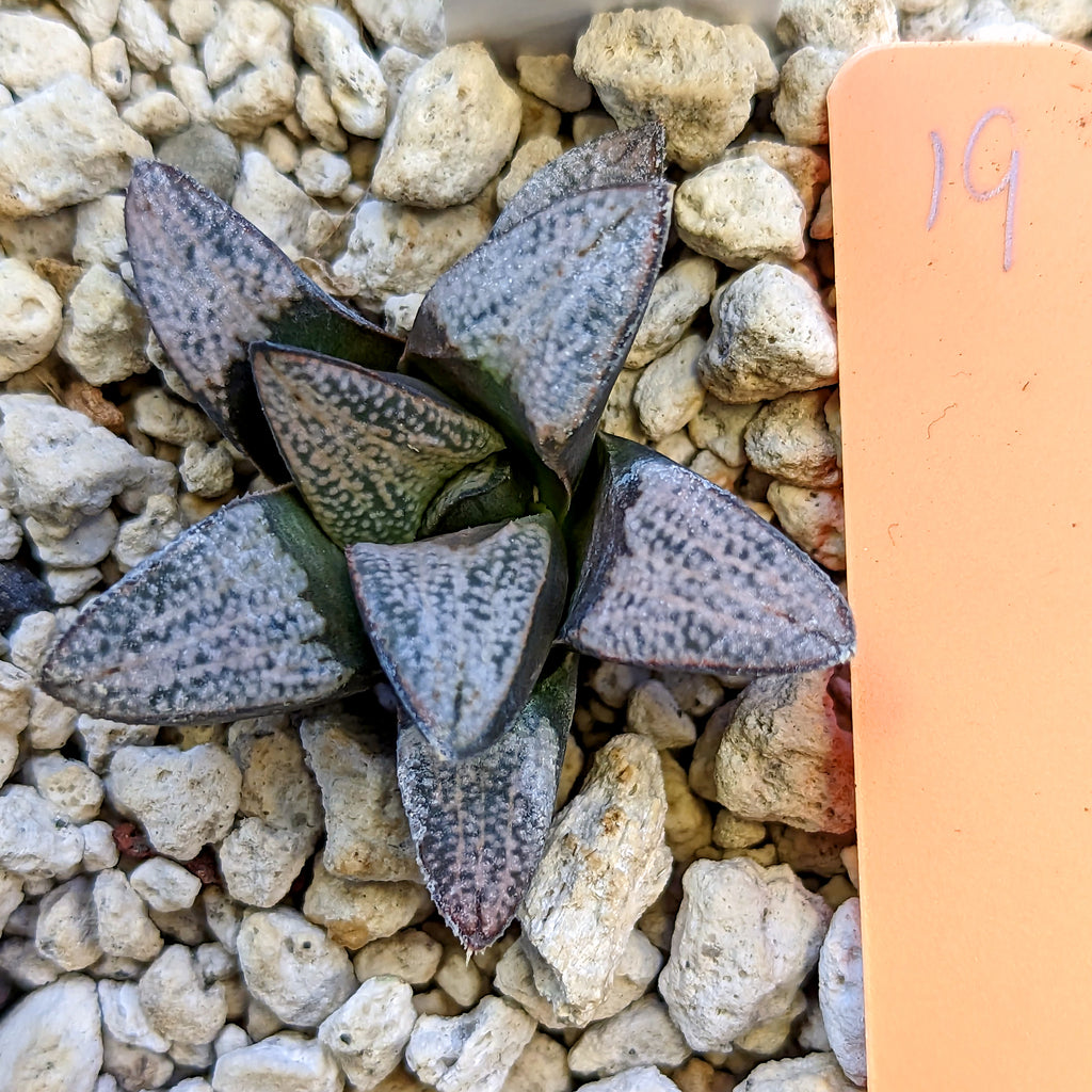 Haworthia  groenewaldii hybrid series PP415 #19 SOLD OUT