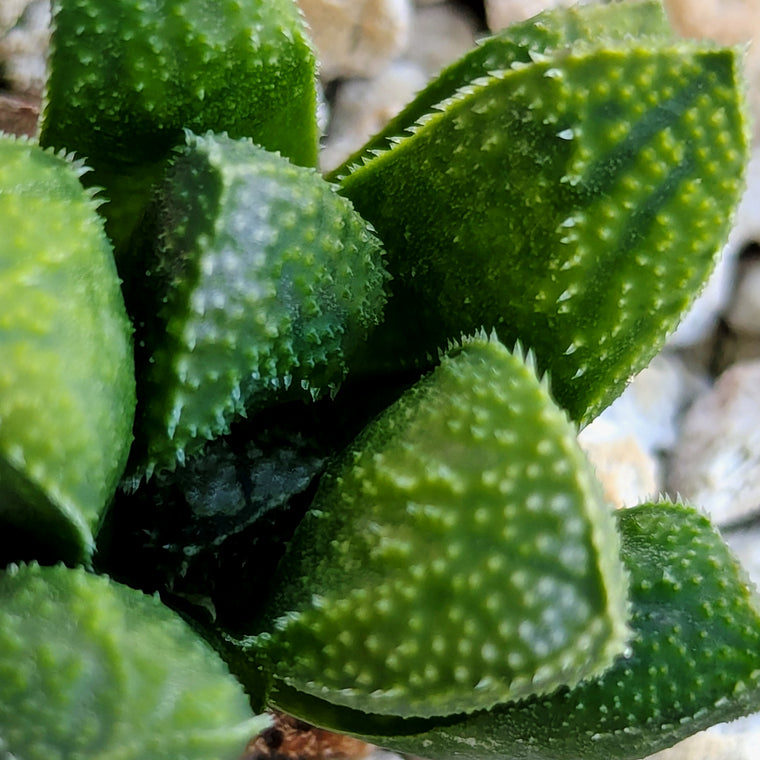 Haworthia PP576 hybrid series #19