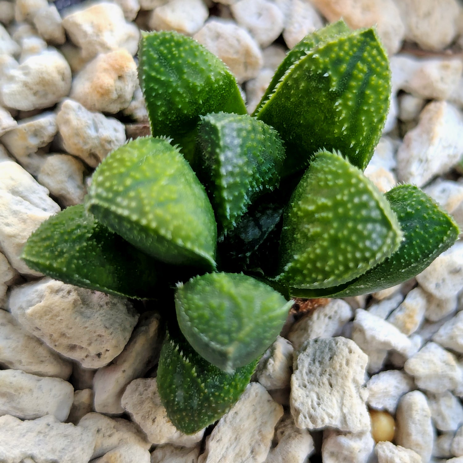 Haworthia PP576 hybrid series #19