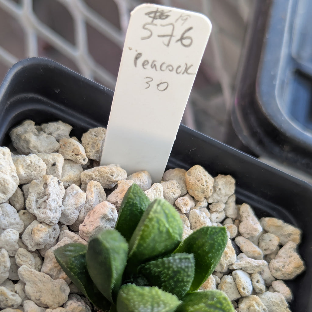 Haworthia PP576 hybrid series #19