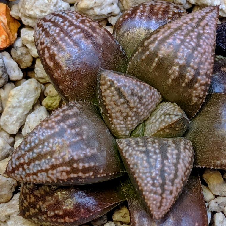 Haworthia PP636 hybrid series #19