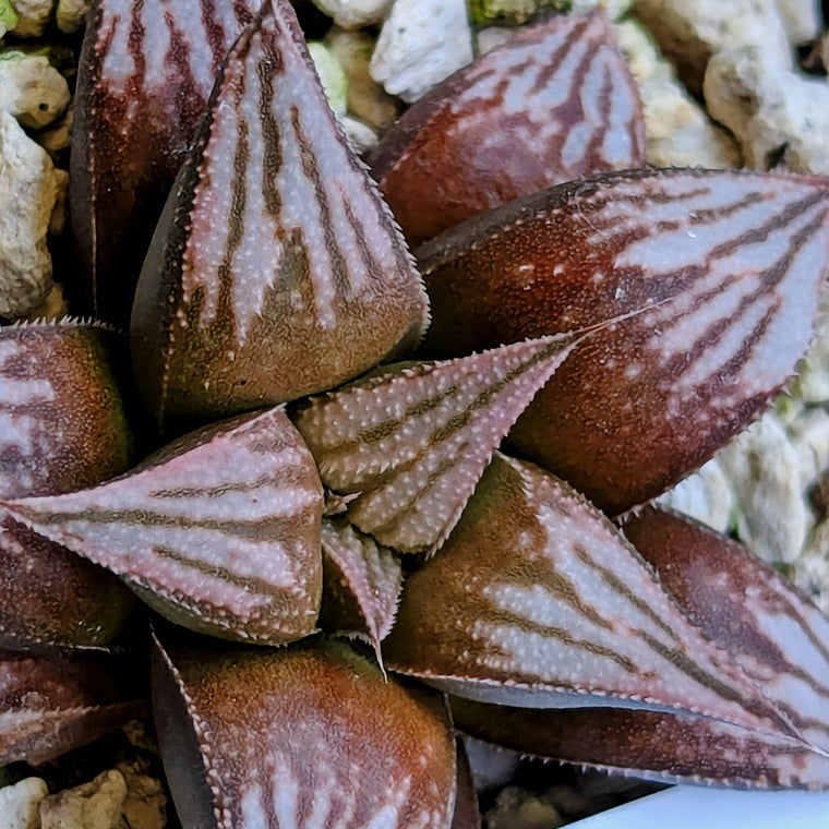 Haworthia  hybrid series PP557 #19