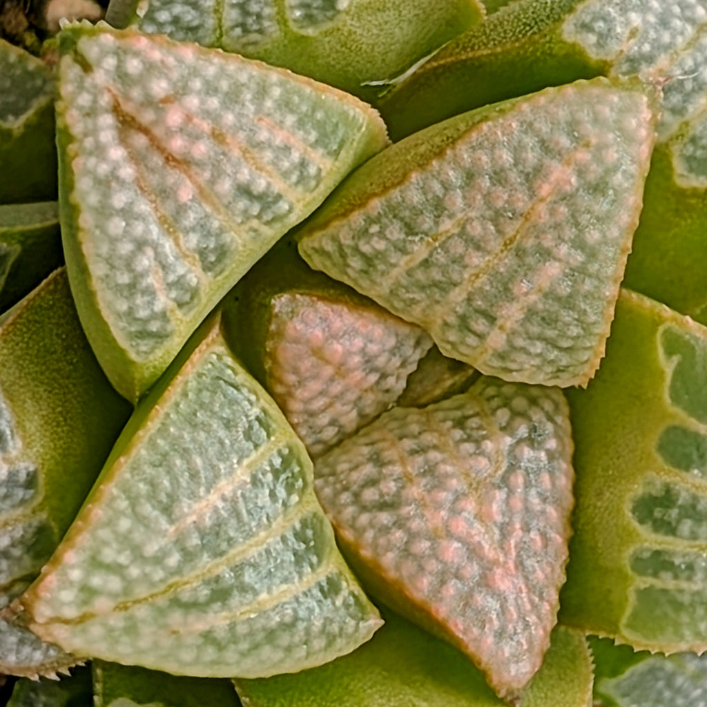 Haworthia PP530 hybrid series #19