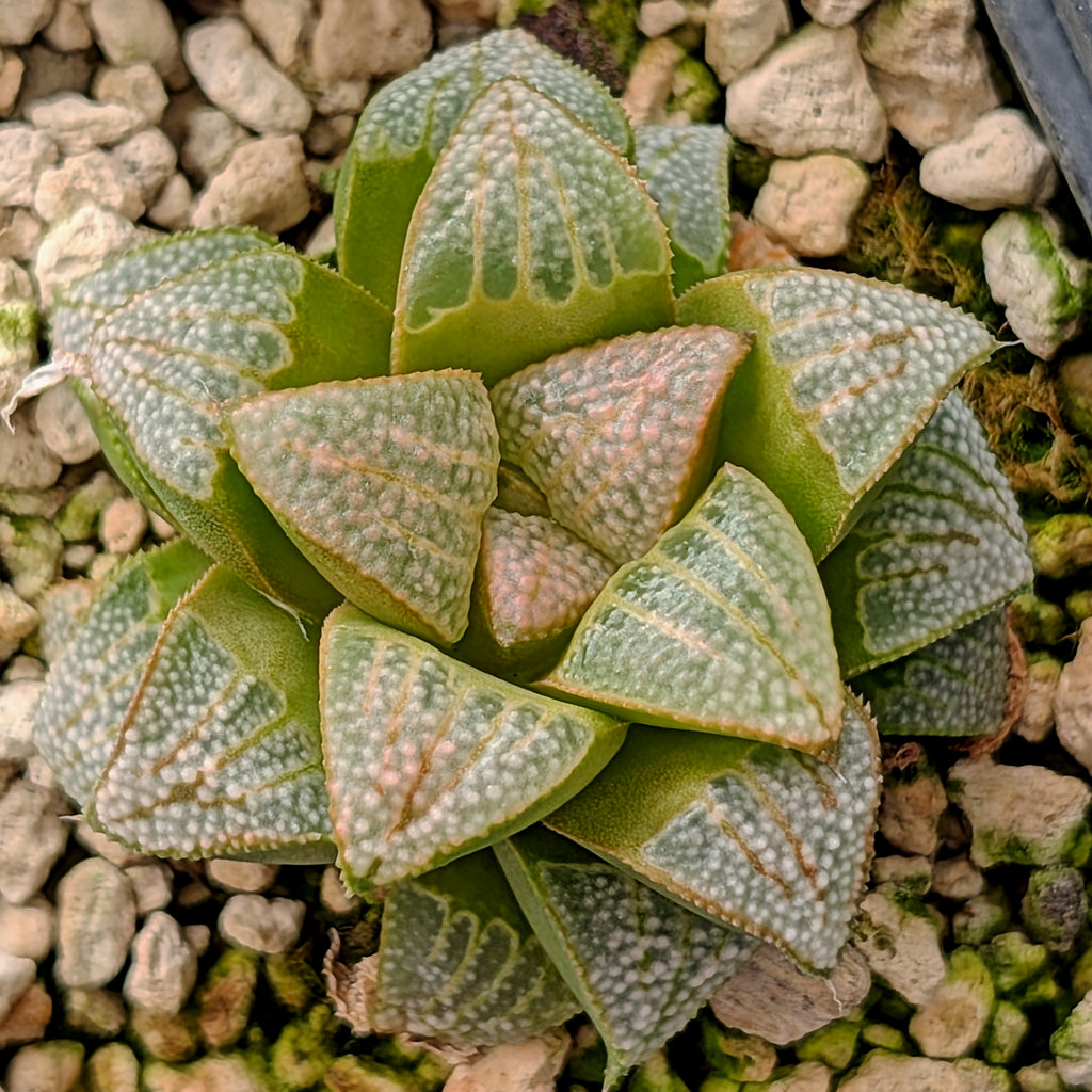 Haworthia PP530 hybrid series #19