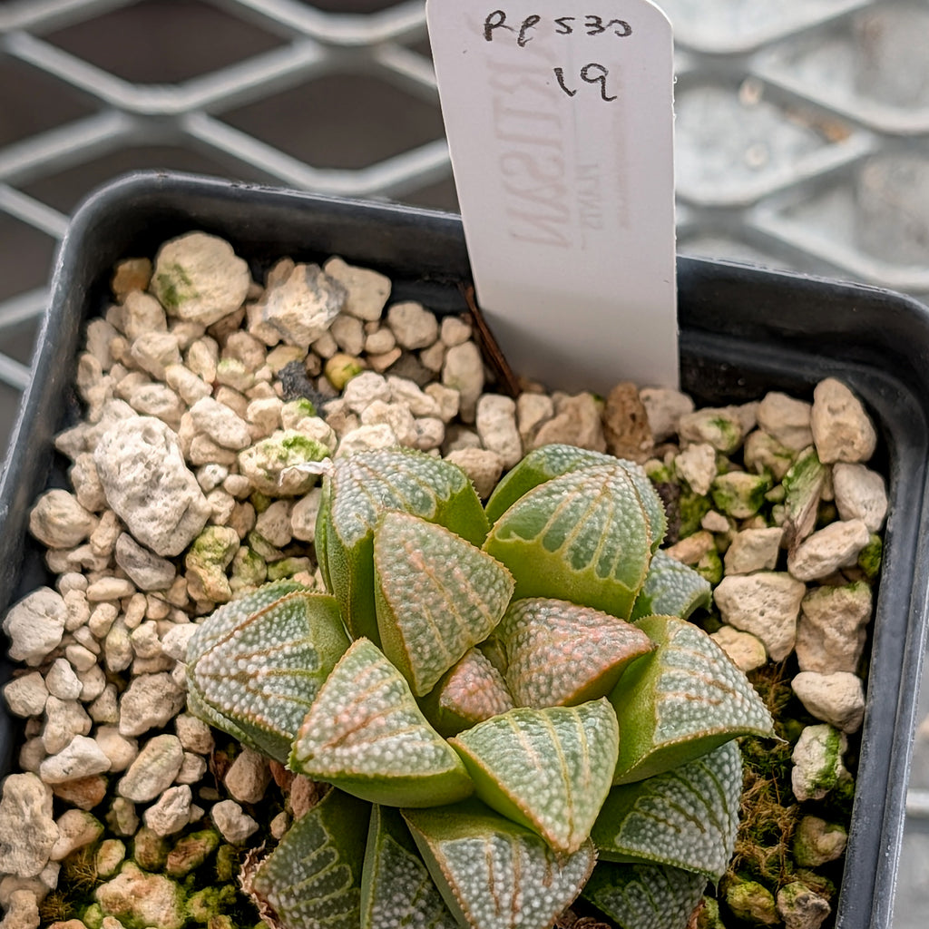 Haworthia PP530 hybrid series #19