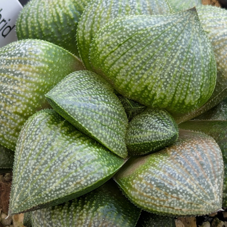 Haworthia PP570 hybrid series #19